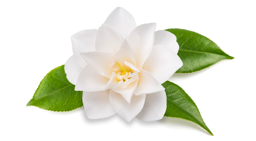 camellia oil
